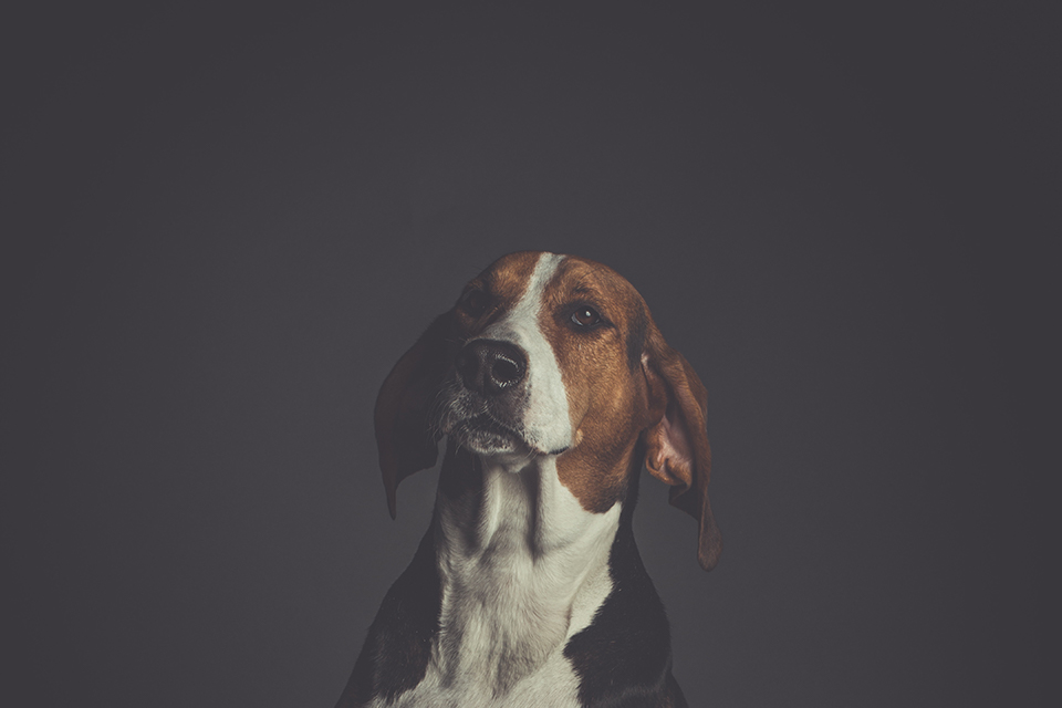 こちらを見る犬